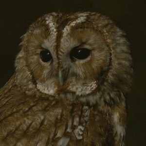 akeldama